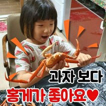 동해안 초특가 가성비 홍게, 사은품3. 일반형 홍게 10마리