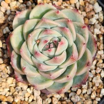 다육식물(크리스탈로즈) 랜덤 발송