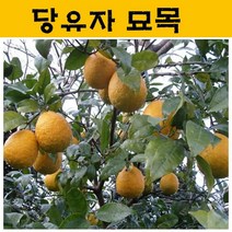 당유자 묘목 3년생 JJ09