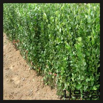 (나무농장) 사철나무 키1m 내외 묘목 ( 4주묶음 )