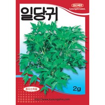 (씨앗) 일당귀 - 쌈용 당귀 - 쌈채소 - 당귀 씨앗 종자 - 소포장 2g