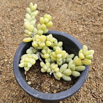 [다육식물]벽어연금70, 1개