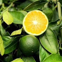 제주 무농약 청귤 풋귤 2kg, 없음