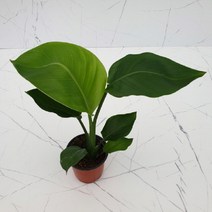 도희씨네 정원>> 멋진 바디감 여인초 소형 069″ class=”wr-img”></a></div></div></div></div><div class=