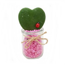 트리앤 수출용 비모란 푸딩병 하트 선인장 스투키 접목선인장 다육이, 46 푸딩병 하트 색돌-핑크