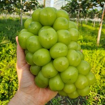 경북 대천 고당도 프리미엄 실속형 샤인머스켓, 실속, 2KG(3-5송이)