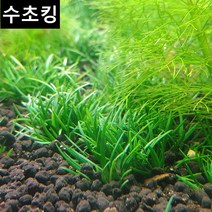 호시쿠사 하디스타 수초킹 키우기 쉬운 초보수초, 3개