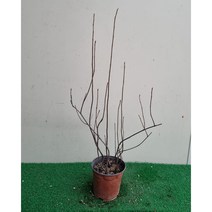 [다온야생화] W2326 꼭지윤노리 (10cm) [랜덤]