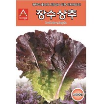 (상추종자씨앗) 장수상추(3000립) S2303