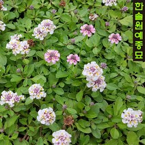 쿠라피아 꽃잔디, 02. 6cm포트 한판(40포트)