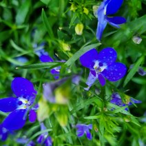 [다온야생화] N2727 로벨리아 (블루) (10cm) [랜덤]