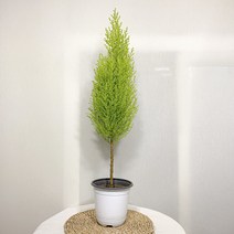 외목대 율마 중분