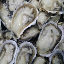 하프셀 통영굴 통영석화 반깐 하프굴 30 50 100미, 50미(4인)
