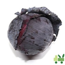 사라상회 적양배추 (적채) 12통