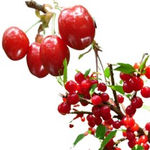 앵두나무 묘목 조선앵두 1년 특묘 2개세트 유실수, 2개