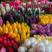 튤립 구근 21종 모음 5개세트 2023년 신상품 나무언니, 크리스탈스타(5구)