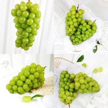 이지리치 머스캣 4KG 5수 샤이머스켓 샤인머스켓가격, 5개