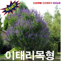 [나무씨앗] 바이텍스 (이태리목형) 5립, 상세페이지 참조