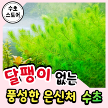 [수초스토어] 검역 밀리오필름 마토그로센세 5촉 / 구피 새우 어항 수초 쉬운 키우기 예쁜 은신처 중경 후경 초보 자연 풍성한 흑사 무이탄 치어 베타 열대어