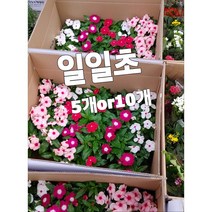 일일초-5개or10개/﻿매일 한 송이씩 피어나기 때문에 붙여진 이름, 5개