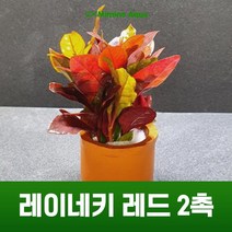 초보 수초 키우기 레이네키 레드 2촉, 단품