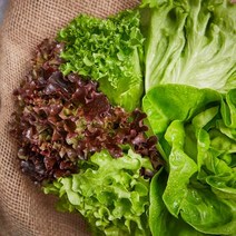 [친환경 수경재배] 유럽 샐러드 채소 야채 모듬 1kg (버터헤드 카이피라 이자벨 로메인 등), 유럽 샐러드 채소 1kg (4-6종)
