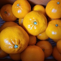 탐라인 제주직송 천혜향 가정용 꼬마과 5kg, 1box