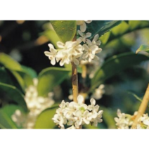 은목서미니호랑가시/미니구골목서, 1개