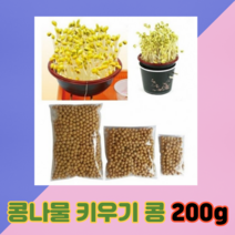 [디디시] 황선생만들기 콩나물 키우기 콩 200g 콩나물재배기콩, 1개