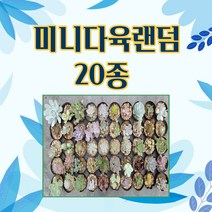 미마다육 미니다육랜덤 20종 리얼 프리 낚시 없는 진짜 다육세트 농장직영으로 100종 중 랜덤 발송