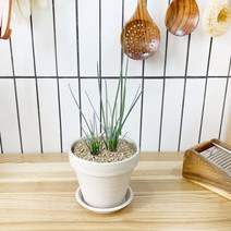 1+1 차이브 키친허브 화분 세트 로즈마리 딜 바질 베란다 텃밭 허브 키우기, H35.차이브, H27.이태리파슬리