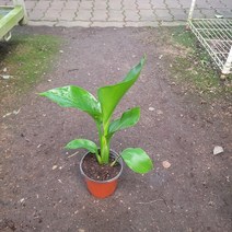 반려식물 원예식물 극락조 여인초 소품 인기식물 152529