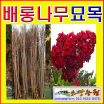 (G소망)신품종배롱나무(다이너마이트)키120센치 2그루