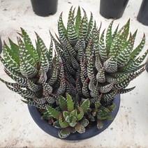 [수암다육] 송설 랜덤발송 Haworthiopsis attenuata 랜덤발송 다육 다육이 다육식물 308 아테누아타 십이지권