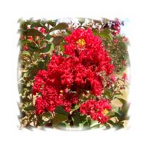 꽃모종 배롱나무-다이너마이트 10cm분 2개 K849