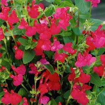 모종/허브-체리세이지 10cm분 3개 QQ314