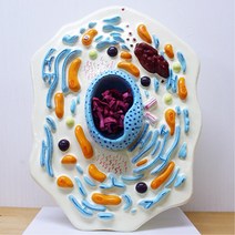 동물세포 관찰 교육용 확대모형 과학교구 가축 생물 방과후수업 키트 조립