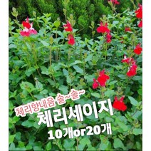 체리세이지-10개or20개/꿀풀과의 꿀이 많은 꽃으로 체리향이 핫립세이지, 20개