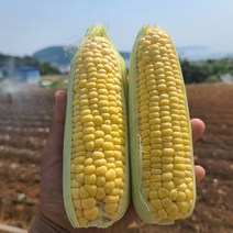 [엄지척농산물] 2023년 수확 첫출하 초당옥수수, 껍질깐 초당옥수수 두입 5cm이상 10개, 5개