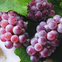 영화농산 특급 크림슨 블랙포도 사파이어 블랙사파이어 크림슨포도 가지포도 2kg 거봉 스윗사파이어 가지, 거봉2kg, a>상품선택<z