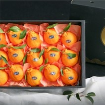 제주농장 자연 그대로를 담은 카라향 3kg 5kg, 쿠팡 5kg중과 16-24, 쿠팡 본상품선택