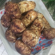 2023백두산(중국산) 생송이버섯! 자연산송이버섯! 추석선물, 3등급 1kg