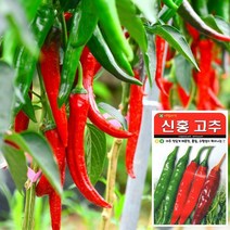 신홍고추 씨앗 (100립), 단품