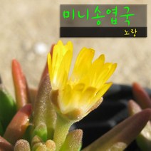 허브여울다육 미니송엽국 노랑 지름 9cm 소품화분, 5개