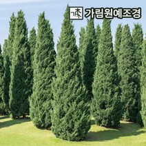 문그로우 상록수 정원수 가림원예조경, 문그로우 키120cm분묘, 1개