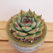 치와와 다육이 잎장이 핑크빛으로 예뻐지고 있는 다육식물130, 단품