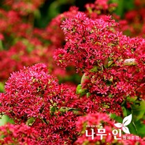 [나무인] 칠자화 개화주 독립수용 (차량배송), 1개