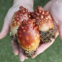 제철 통영 활 멍게 꽃멍게, 1개, 2kg (횟감)