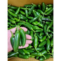 할라피뇨고추 퍼펙트 퍼펙토 아삭이 장아찌용, 2kg