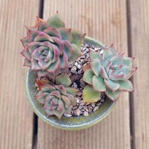 에게리아 3두 키우기 쉬운 실내 다육 랜덤발송 분별도3-50, 단품